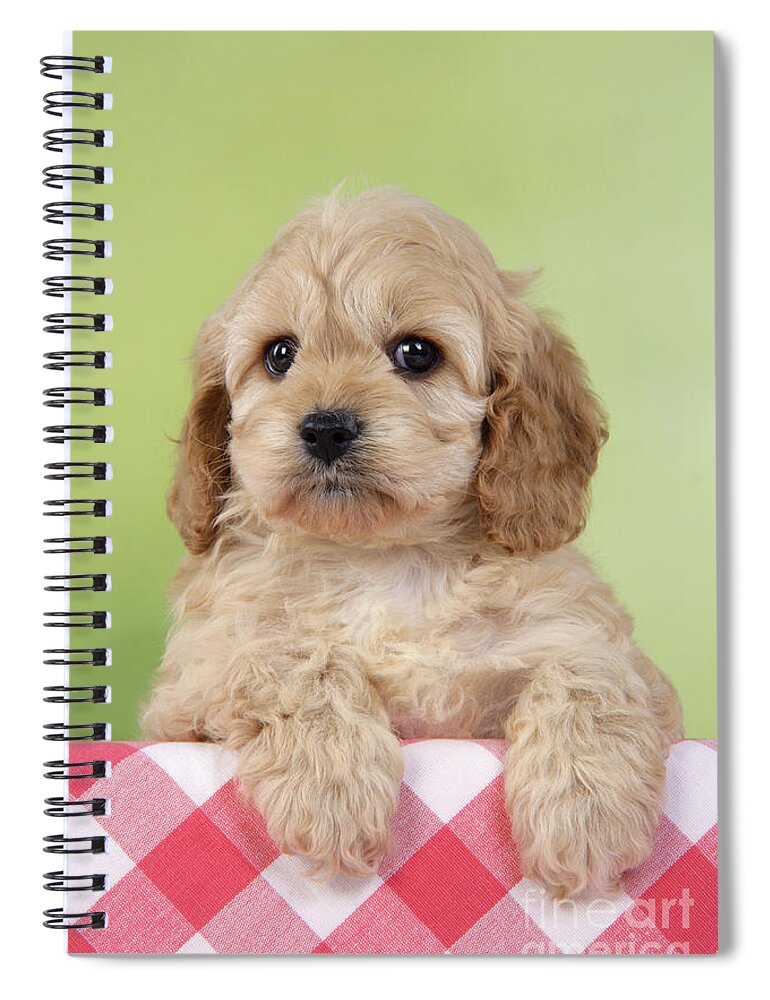 Dog Spiral Notebook featuring the photograph Cockapoo Puppy Dog #1 by John Daniels