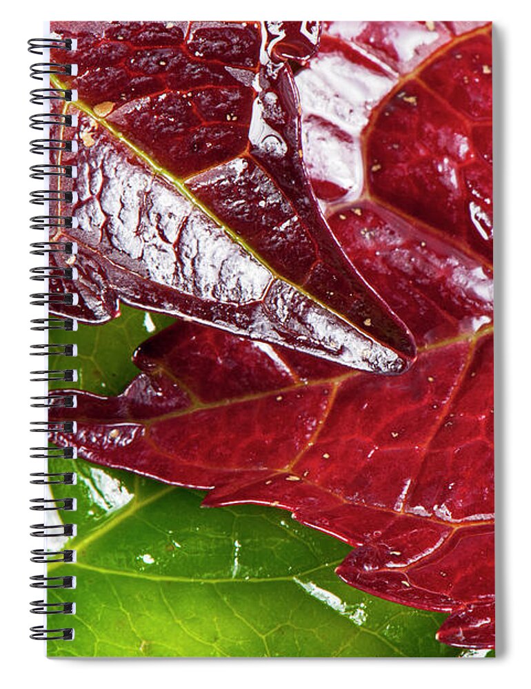 North Rhine Westphalia Spiral Notebook featuring the photograph Colorful Leaf #1 by Georg Hanf