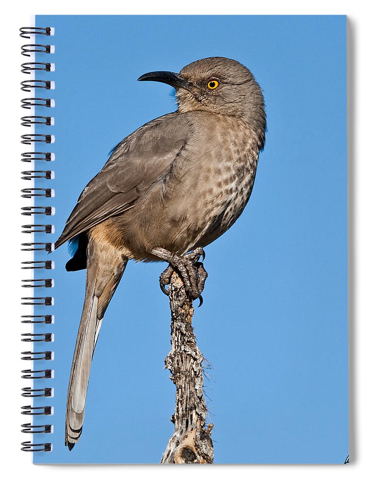 Animal Spiral Notebook featuring the photograph Curve-Billed Thrasher by Jeff Goulden