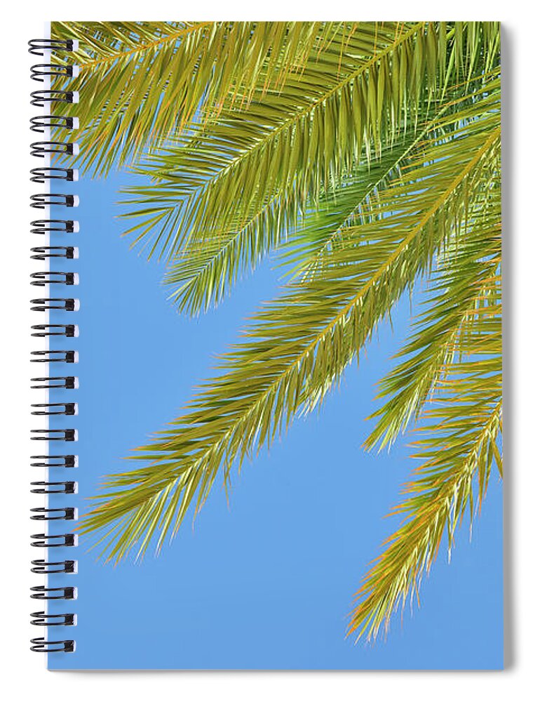 Tranquility Spiral Notebook featuring the photograph Date Palm #1 by Raimund Linke