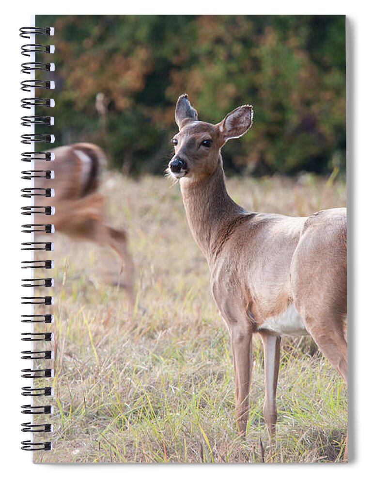 Deer Spiral Notebook featuring the photograph Deer at Paynes Prairie by Paul Rebmann