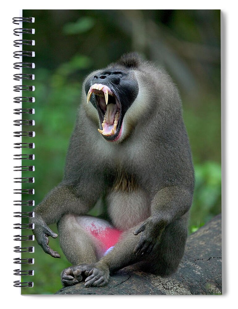 0620795 Spiral Notebook featuring the photograph Drill Mandrillus Leucophaeus Adult Male #2 by Cyril Ruoso