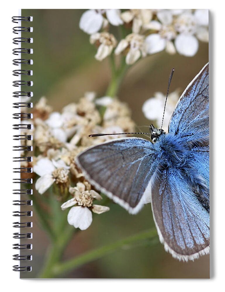 Eastern Baton Blue Spiral Notebook featuring the photograph Eastern Baton Blue #1 by Amos Dor