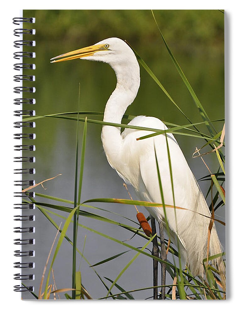 Egret Spiral Notebook featuring the photograph Egret in the Cattails #1 by Al Powell Photography USA