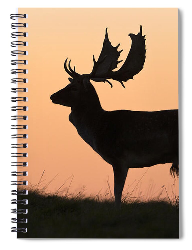 Feb0514 Spiral Notebook featuring the photograph Fallow Deer Buck At Sunset Denmark by Duncan Usher