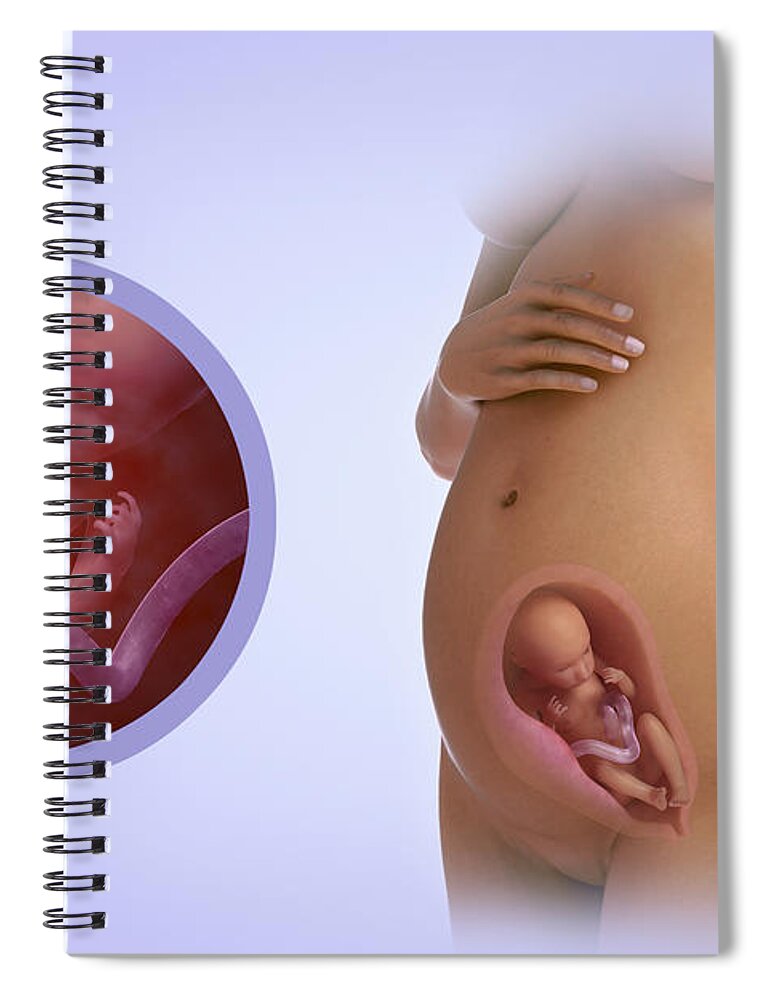 Pregnant Spiral Notebook featuring the photograph Fetal Development Week 23 #1 by Science Picture Co