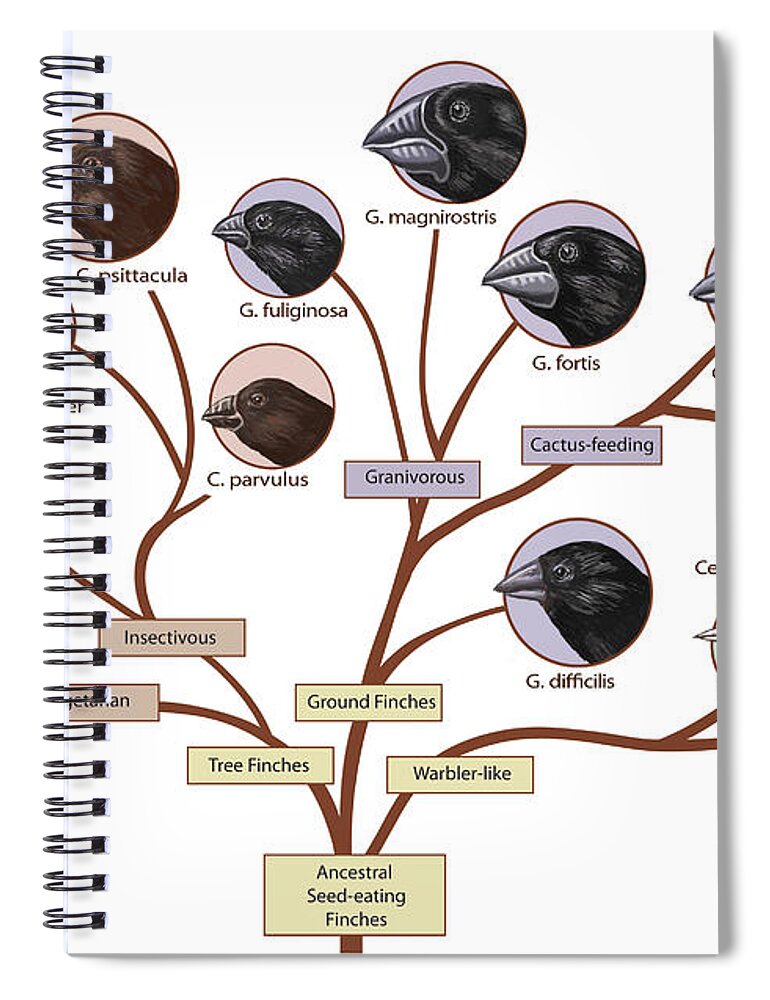 Finch Family Tree, Illustration #1 Spiral Notebook by Spencer Sutton - Fine  Art America