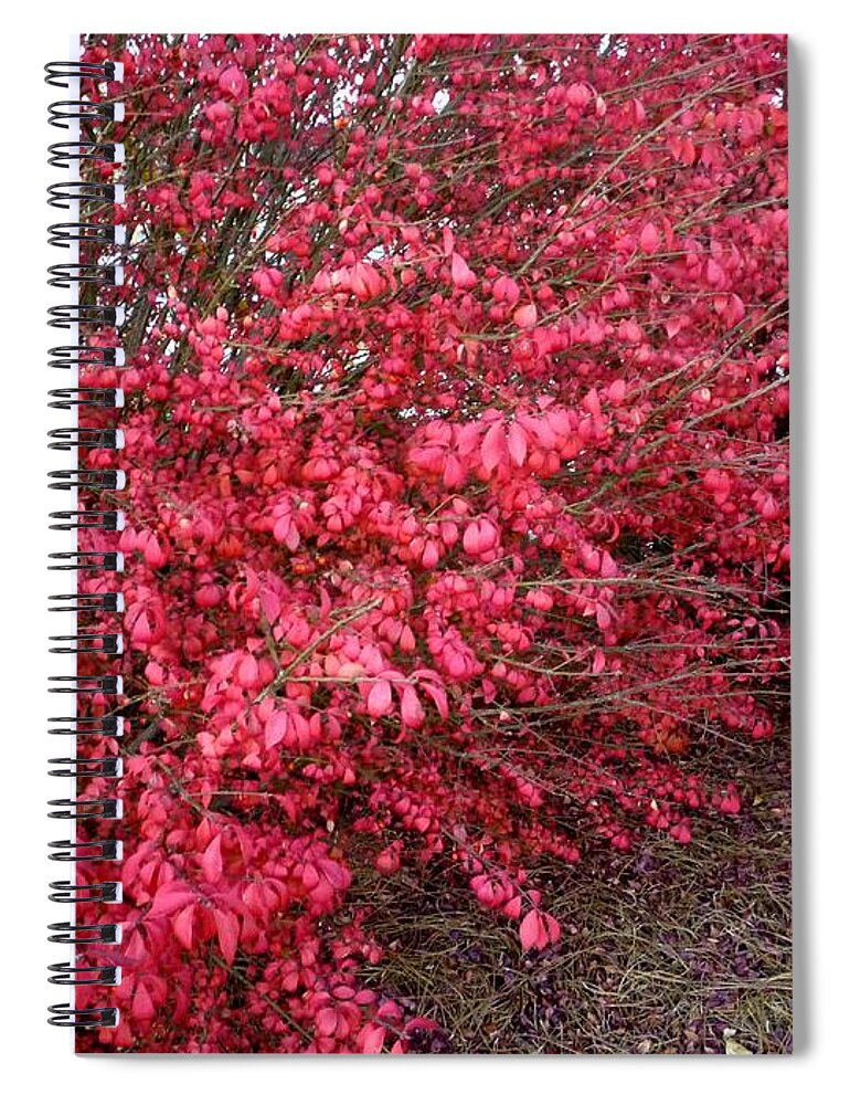 Plant Spiral Notebook featuring the photograph Fire Bush #1 by Pete Trenholm