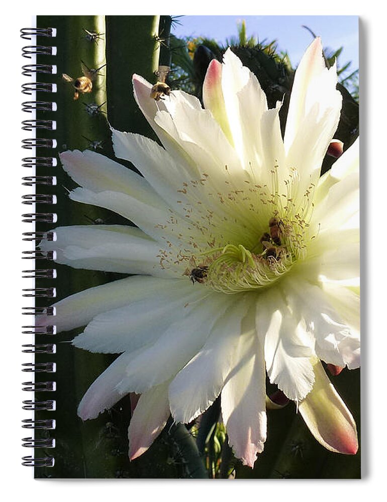 Cactus Spiral Notebook featuring the photograph Flowering Cactus 1 by Mariusz Kula