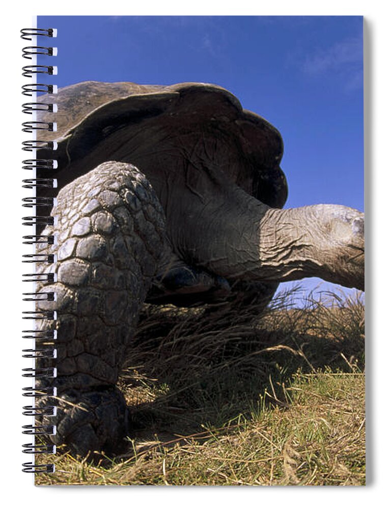Feb0514 Spiral Notebook featuring the photograph Galapagos Giant Tortoise On Alcedo #1 by Tui De Roy