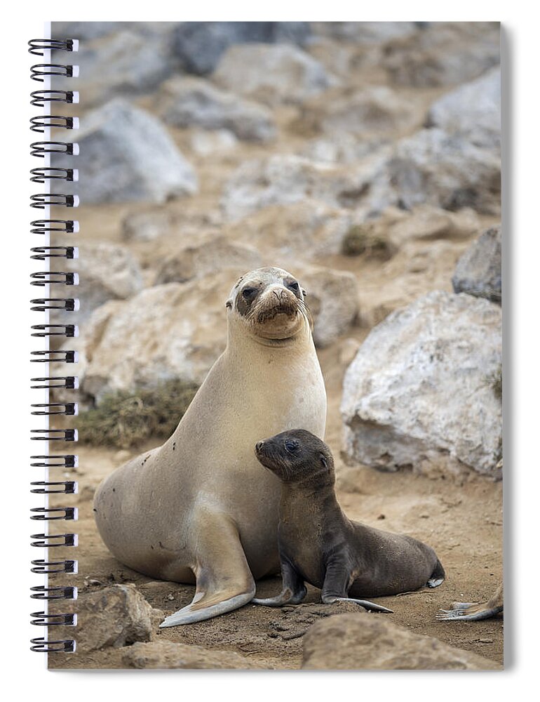 Tui De Roy Spiral Notebook featuring the photograph Galapagos Sea Lion And Pup Champion by Tui De Roy