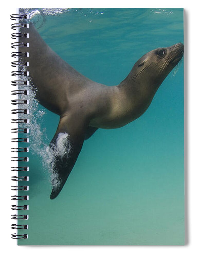Pete Oxford Spiral Notebook featuring the photograph Galapagos Sea Lion Swimming Ecuador by Pete Oxford