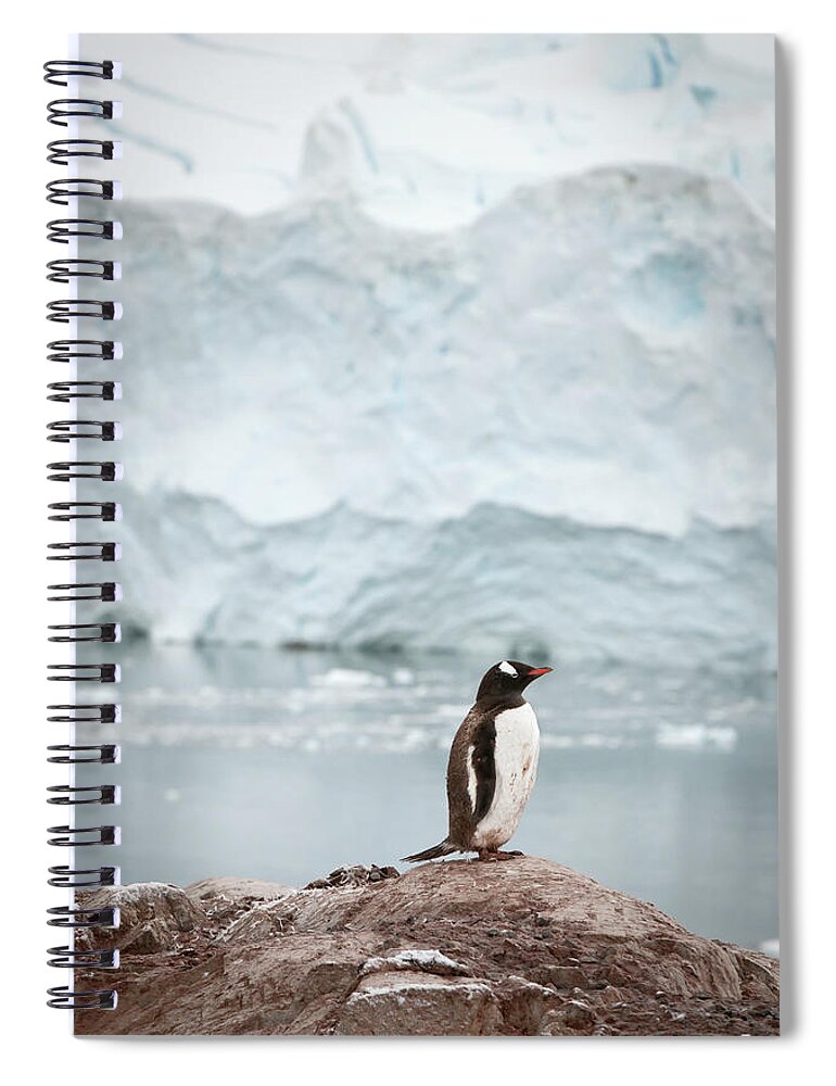 Black Color Spiral Notebook featuring the photograph Gentoo Penguin Pygoscelis Papua #1 by Jim Julien / Design Pics