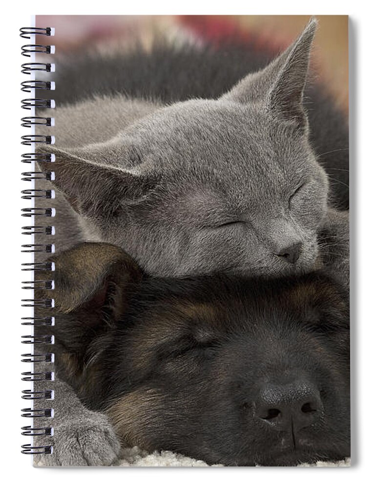 Cat Spiral Notebook featuring the photograph German Shepherd And Chartreux Kitten #2 by Jean-Michel Labat