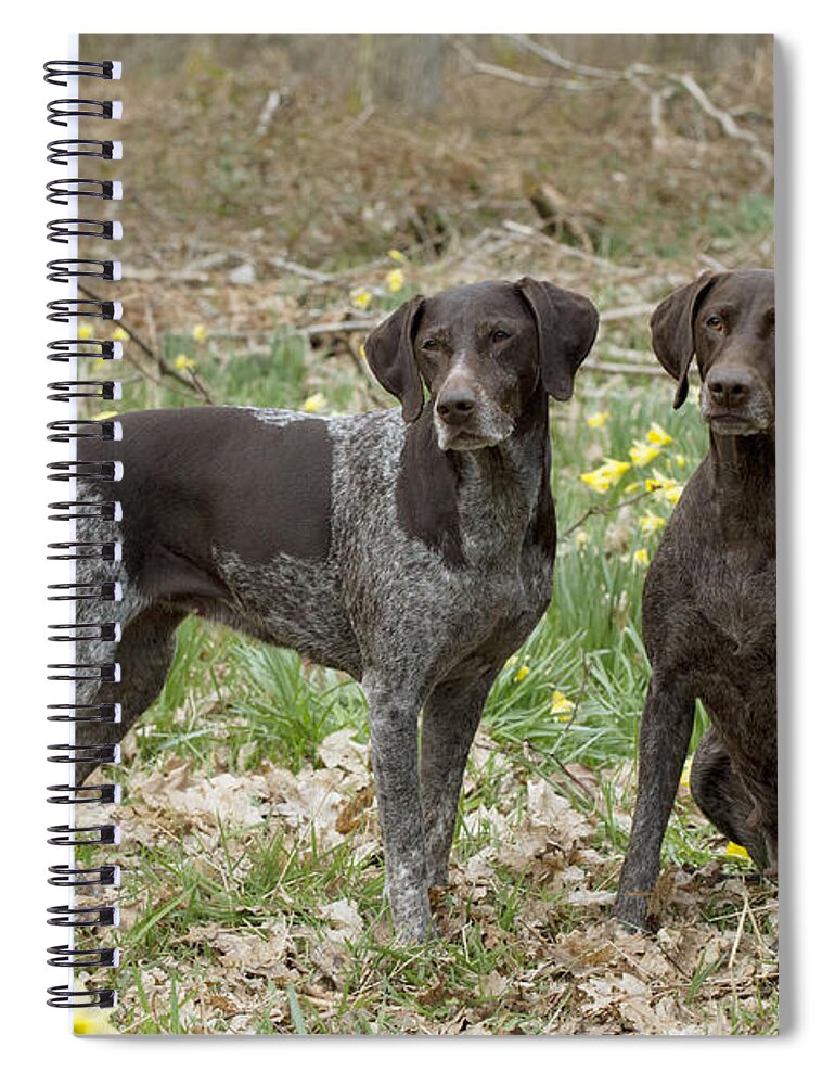 Dog Spiral Notebook featuring the photograph German Short-haired Pointers by John Daniels