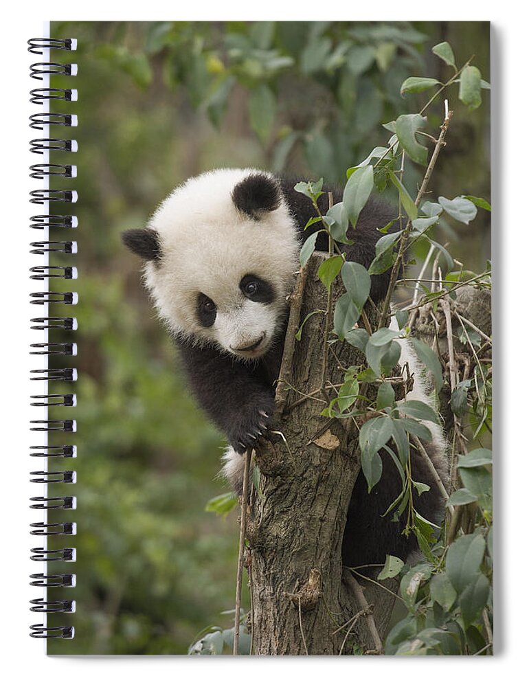 Katherine Feng Spiral Notebook featuring the photograph Giant Panda Cub Chengdu Sichuan China by Katherine Feng
