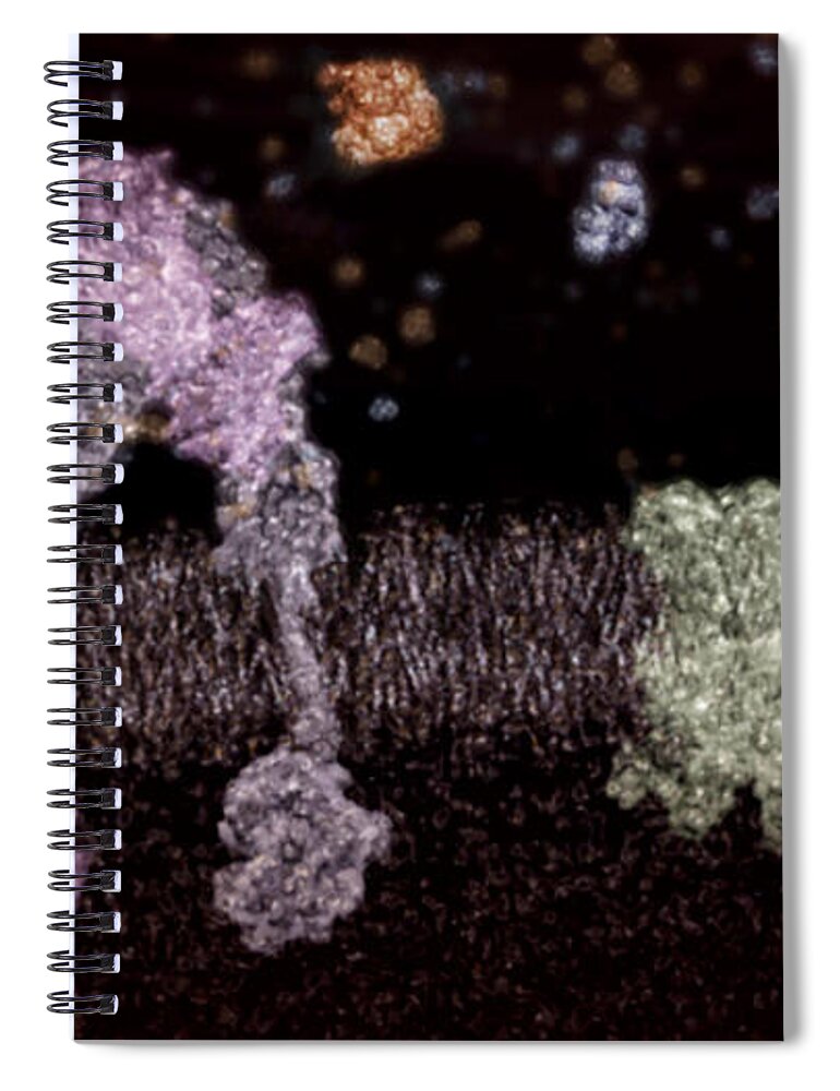 3d Model Spiral Notebook featuring the photograph Glucose Transportation Into Cell, 1 Of 3 #1 by Anatomical Travelogue