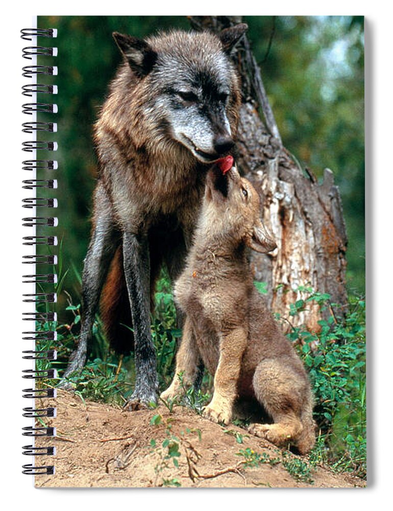 Gray Wolf Spiral Notebook featuring the photograph Gray Wolf With Pup #1 by Art Wolfe