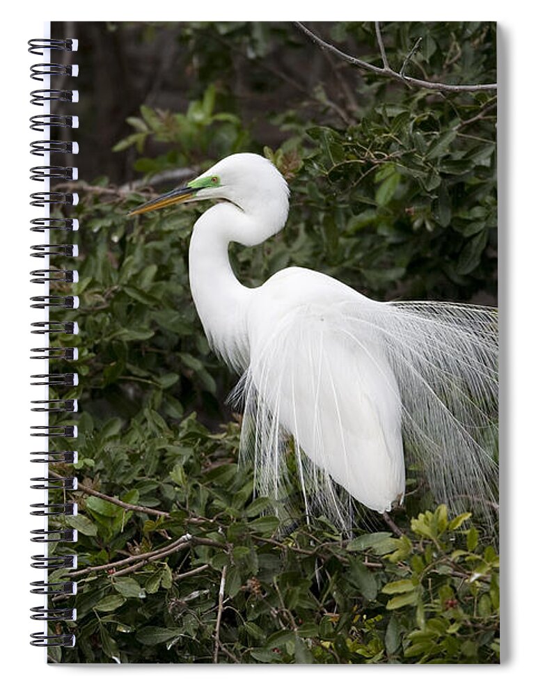 Feb0514 Spiral Notebook featuring the photograph Great Egret Courting In Breeding #1 by Tom Vezo