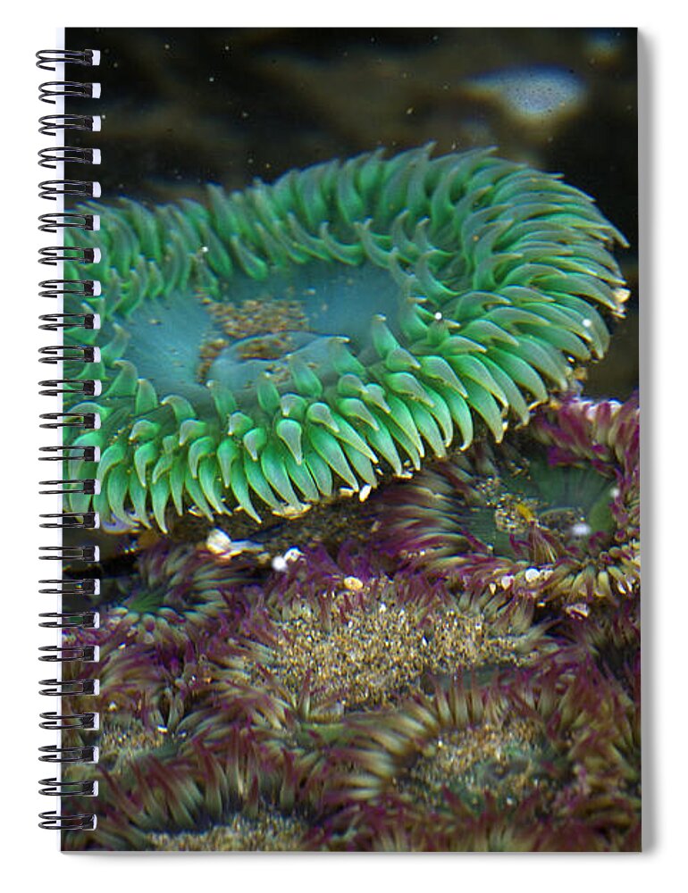 Sea Anemone Spiral Notebook featuring the photograph Green Anemone #1 by Carrie Cranwill