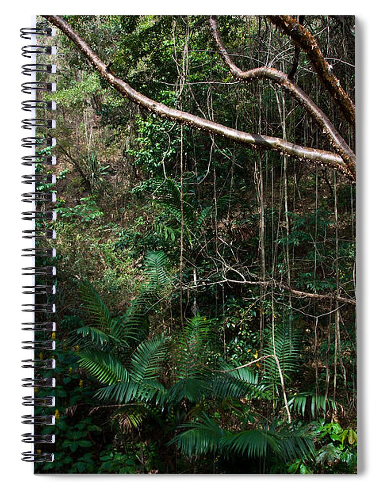 Guatemalan Jungle Spiral Notebook featuring the photograph Guatemalan Jungle #1 by Mark Newman