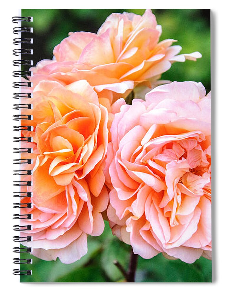 Rose Spiral Notebook featuring the photograph Happy #1 by Roxy Hurtubise