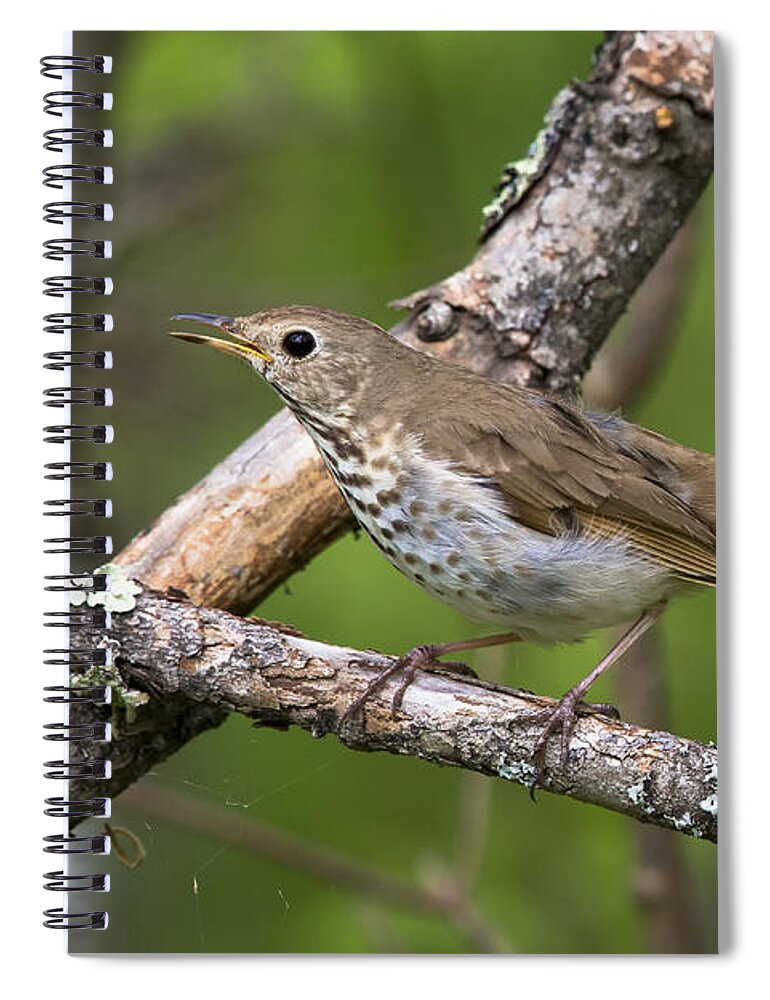 Adult Spiral Notebook featuring the photograph Hermit Thrush #1 by Linda Arndt