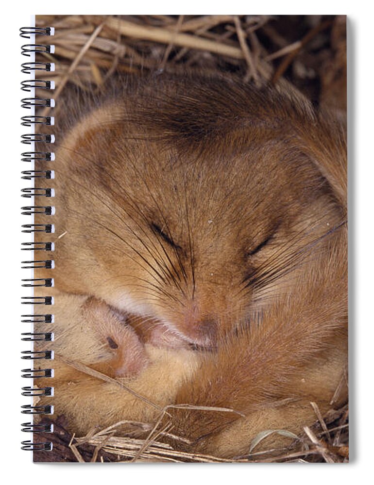 Hazel Dormouse Spiral Notebook featuring the photograph Hibernating Dormouse #1 by M. Watson