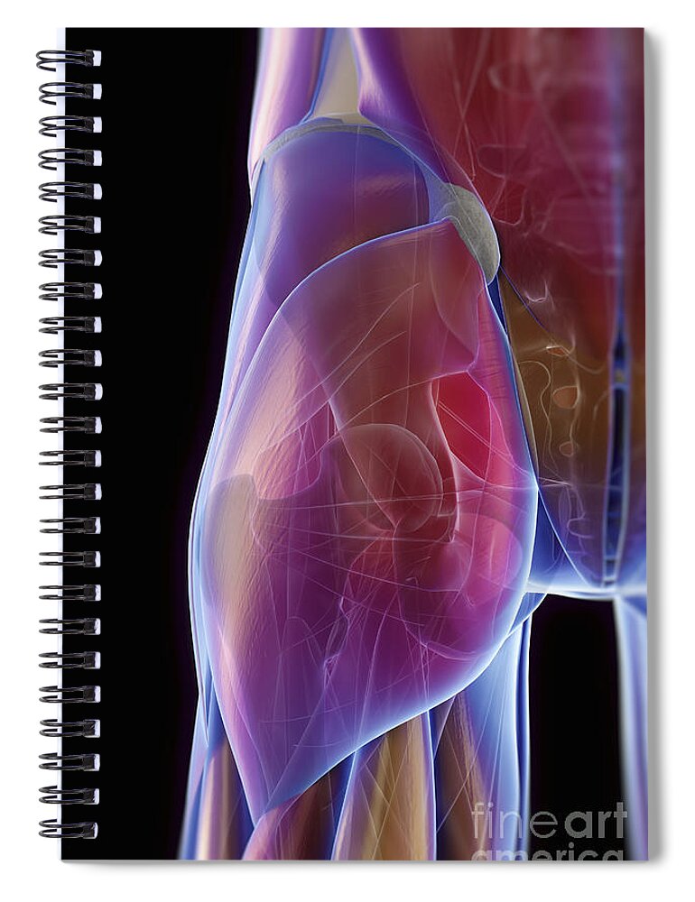 Anatomical Model Spiral Notebook featuring the photograph Hip Joint #1 by Science Picture Co