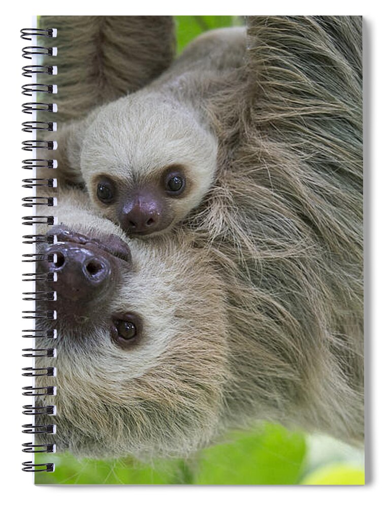 Suzi Eszterhas Spiral Notebook featuring the photograph Hoffmanns Two-toed Sloth And Old Baby #1 by Suzi Eszterhas