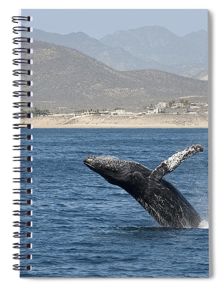 Feb0514 Spiral Notebook featuring the photograph Humpback Whale Breaching Baja by Flip Nicklin