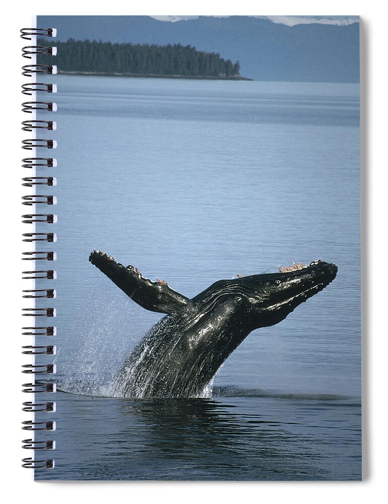 Feb0514 Spiral Notebook featuring the photograph Humpback Whale Breaching Southeast #1 by Tui De Roy