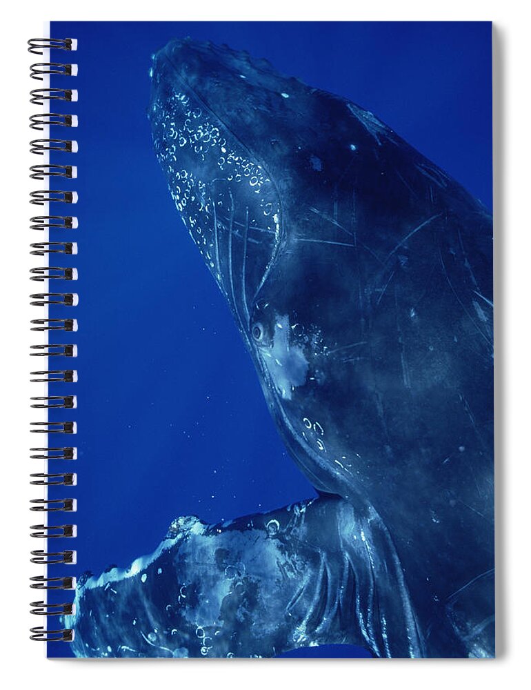 Feb0514 Spiral Notebook featuring the photograph Humpback Whale Close Up Of Friendly #1 by Flip Nicklin