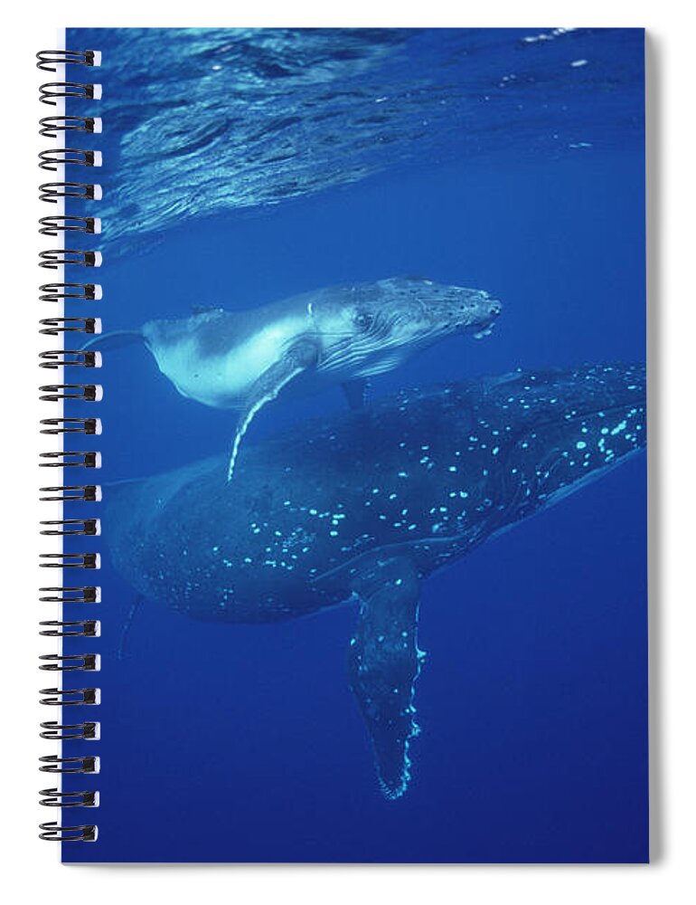 Feb0514 Spiral Notebook featuring the photograph Humpback Whale Mother And Calf Tonga by Flip Nicklin