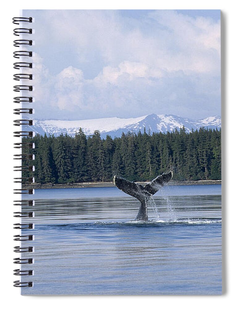 Feb0514 Spiral Notebook featuring the photograph Humpback Whale Tail Southeast Alaska #1 by Flip Nicklin