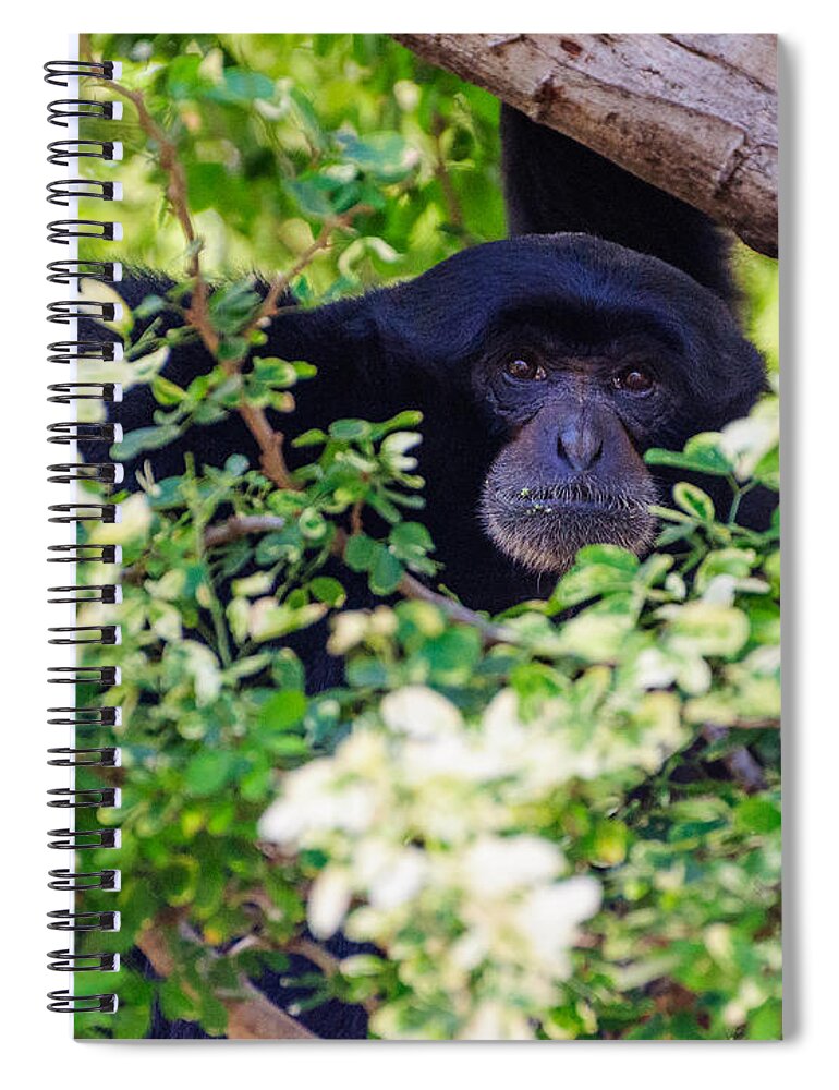 Monkey Spiral Notebook featuring the photograph I see you #1 by John Johnson