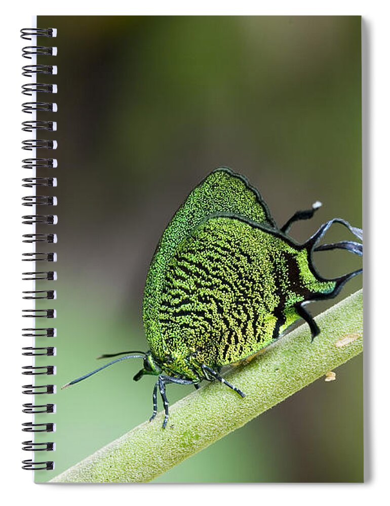 Peru Spiral Notebook featuring the photograph Imperial Sunstreak #1 by Gregory G. Dimijian, M.D.