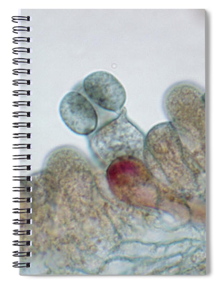 Light Micrograph Spiral Notebook featuring the photograph Ink Cap Mushroom #1 by Biology Pics