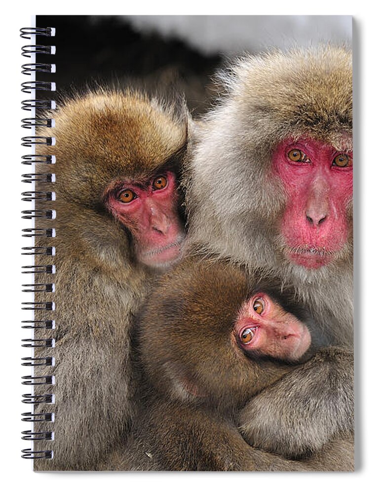 Thomas Marent Spiral Notebook featuring the photograph Japanese Macaque Mother With Young #1 by Thomas Marent