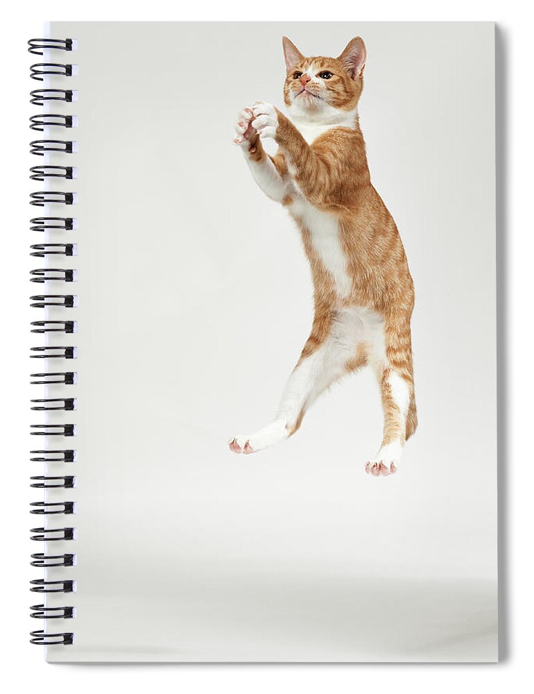 Pets Spiral Notebook featuring the photograph Jumping Kitten #1 by Akimasa Harada