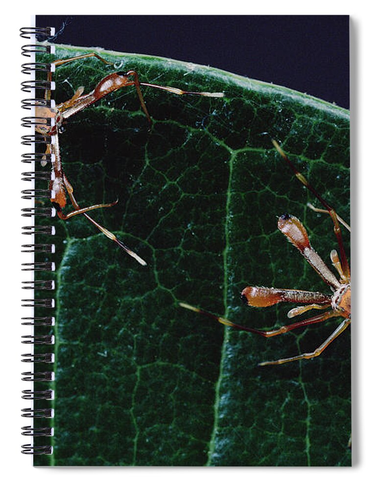 Feb0514 Spiral Notebook featuring the photograph Kerengga Ant-like Jumper Males Fighting #1 by Mark Moffett