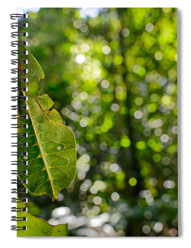 Animal Spiral Notebook featuring the photograph Leaf Insect #3 by Francesco Tomasinelli