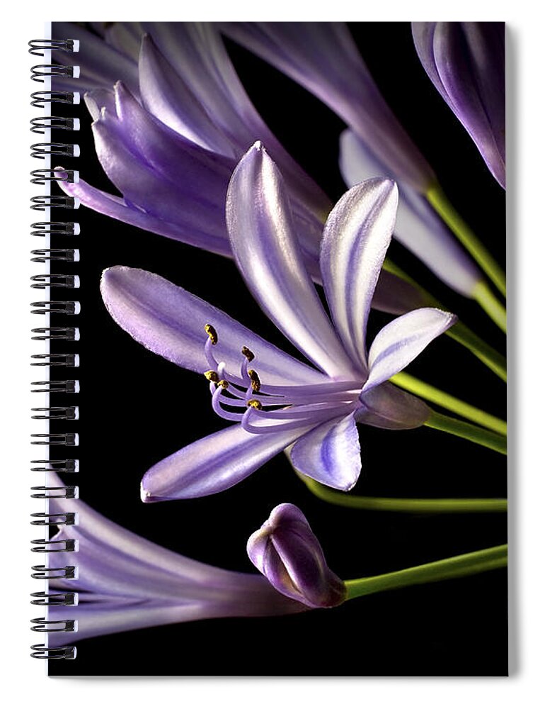 Flower Spiral Notebook featuring the photograph Lilies Of The Nile #1 by Endre Balogh