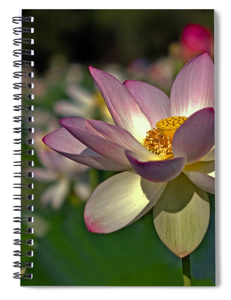 Kenilworth Spiral Notebook featuring the photograph Lotus Flower #1 by Jerry Gammon