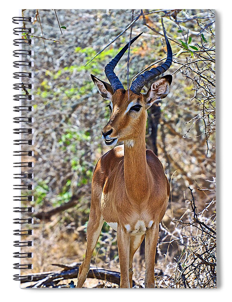 Male Impala In Kruger National Park-south Africa In Kruger National Park Spiral Notebook featuring the photograph Male Impala in Kruger National Park-South Africa  #1 by Ruth Hager