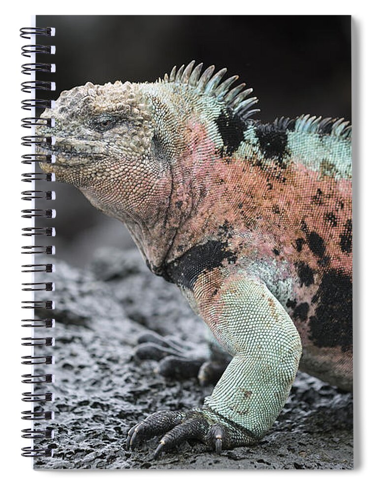 Tui De Roy Spiral Notebook featuring the photograph Marine Iguana Male In Breeding Colors #1 by Tui De Roy
