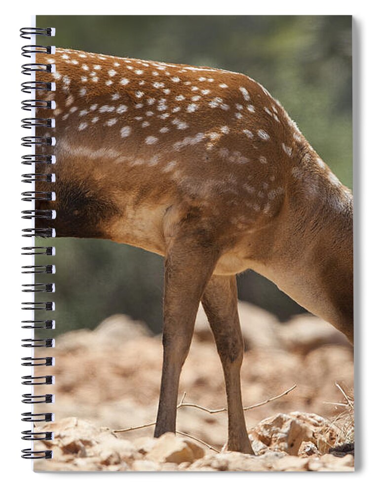 Fallow Spiral Notebook featuring the photograph Mesopotamian Fallow deer 2 #1 by Eyal Bartov