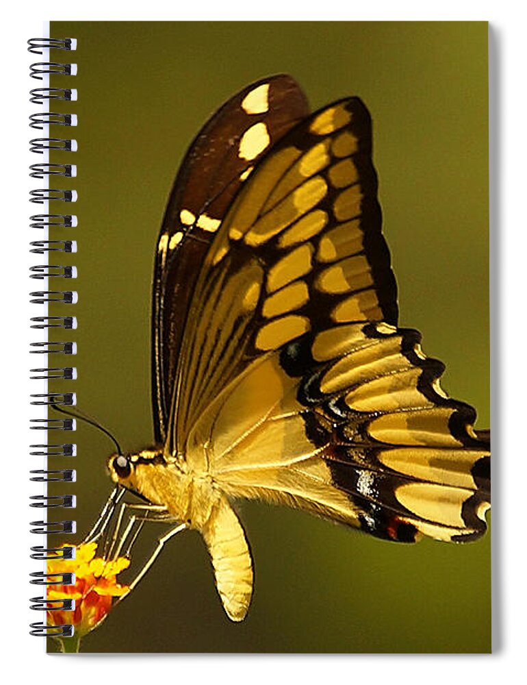 Insect Spiral Notebook featuring the photograph Momentary Reflection by Blair Wainman