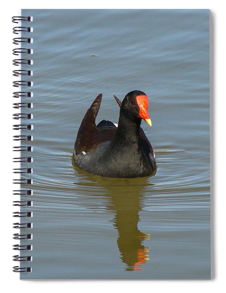 Moorhen Spiral Notebook featuring the photograph Moorhen by Carl Moore