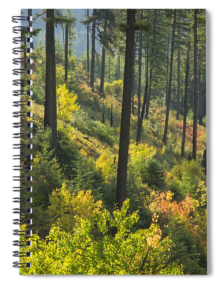 Coeur D Alene National Forest Spiral Notebook featuring the photograph Morning Light #1 by Idaho Scenic Images Linda Lantzy